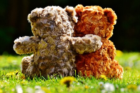 Affection bears cute