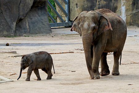 Animals africa zoo