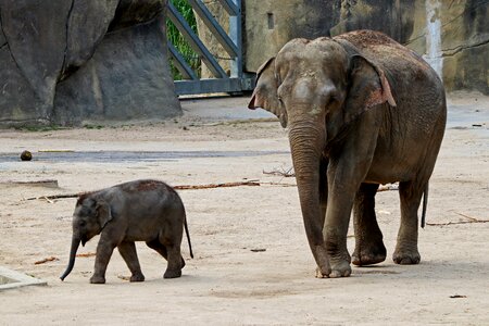 Animals africa zoo photo