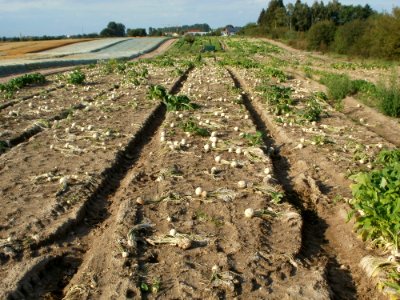 20110830Ruebenfeld_Reilingen2
