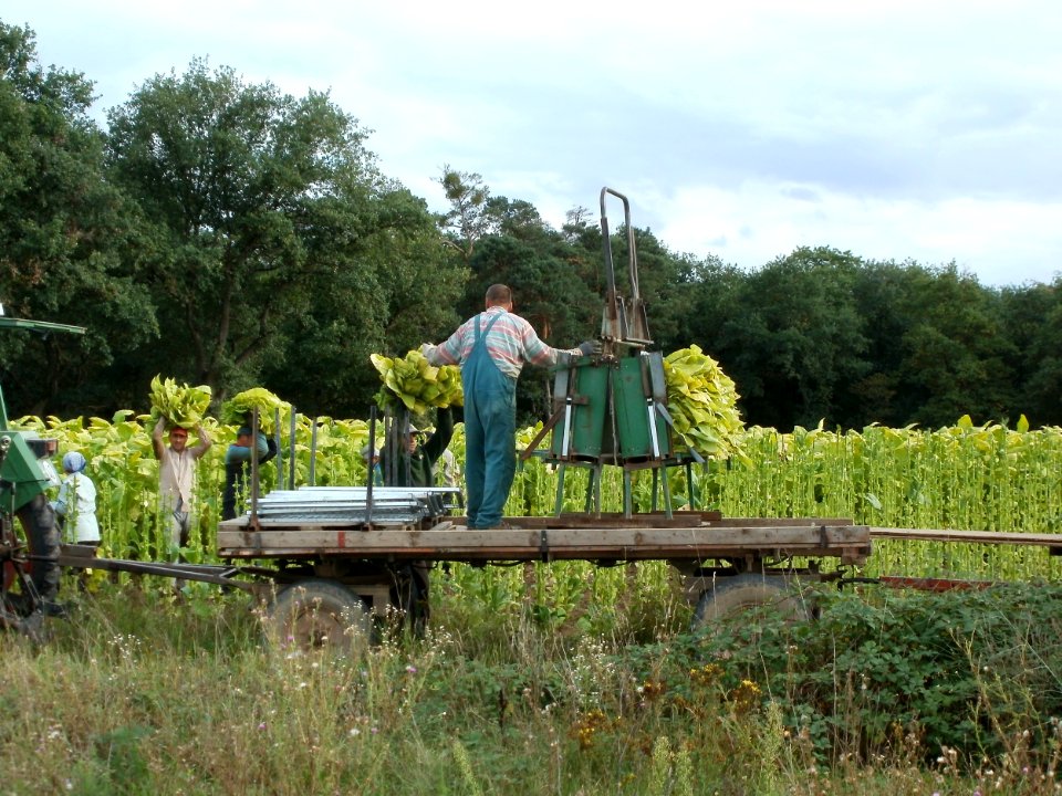 20110829Tabakfeld_Ketsch10