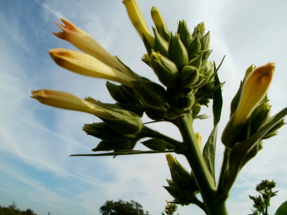 20110716Ketsch02