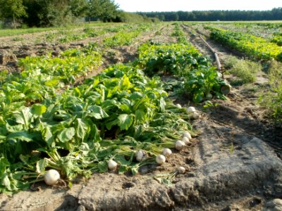 20110830Ruebenfeld_Reilingen3
