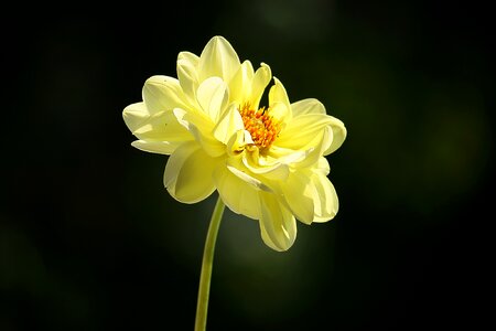 Bloom dahlia garden late summer photo