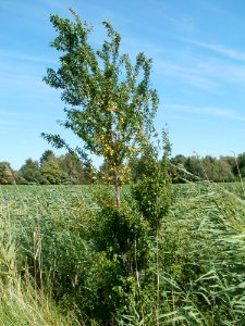 20110716Prunus_cerasifera_Hockenheim1