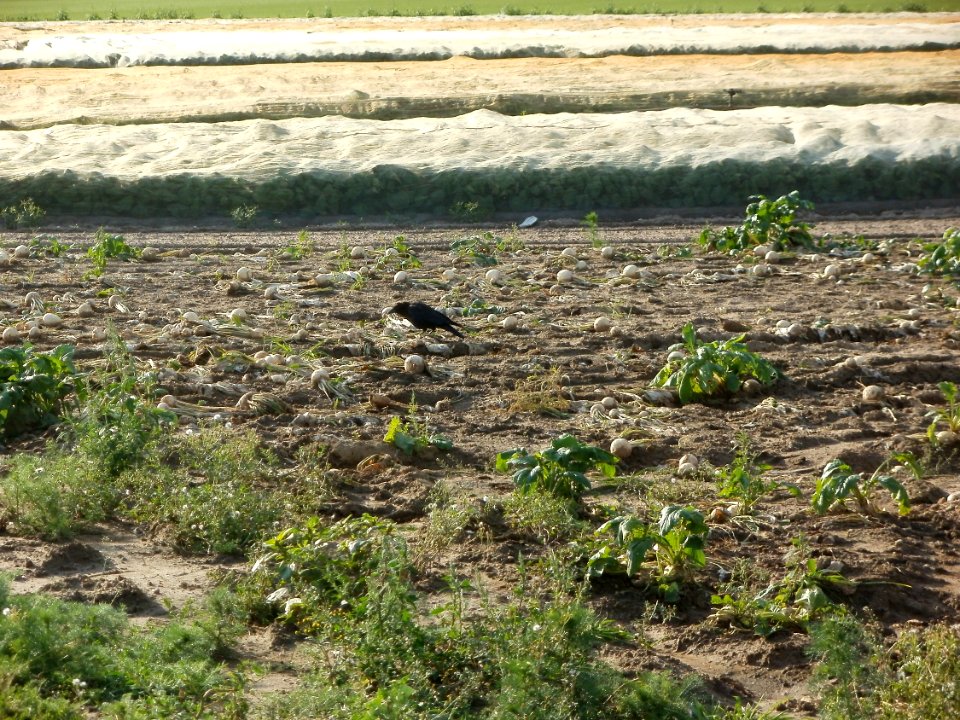 20110830Ruebenfeld_Reilingen1