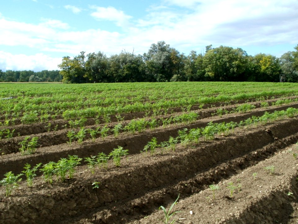 20110718Hockenheim04