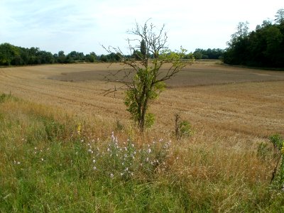 20110716Ketsch10