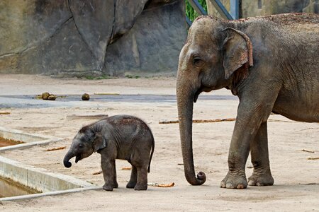 Animals africa zoo