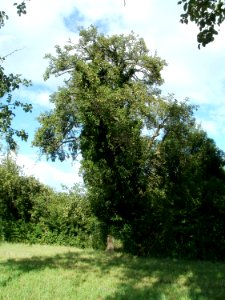 20110718Oder26