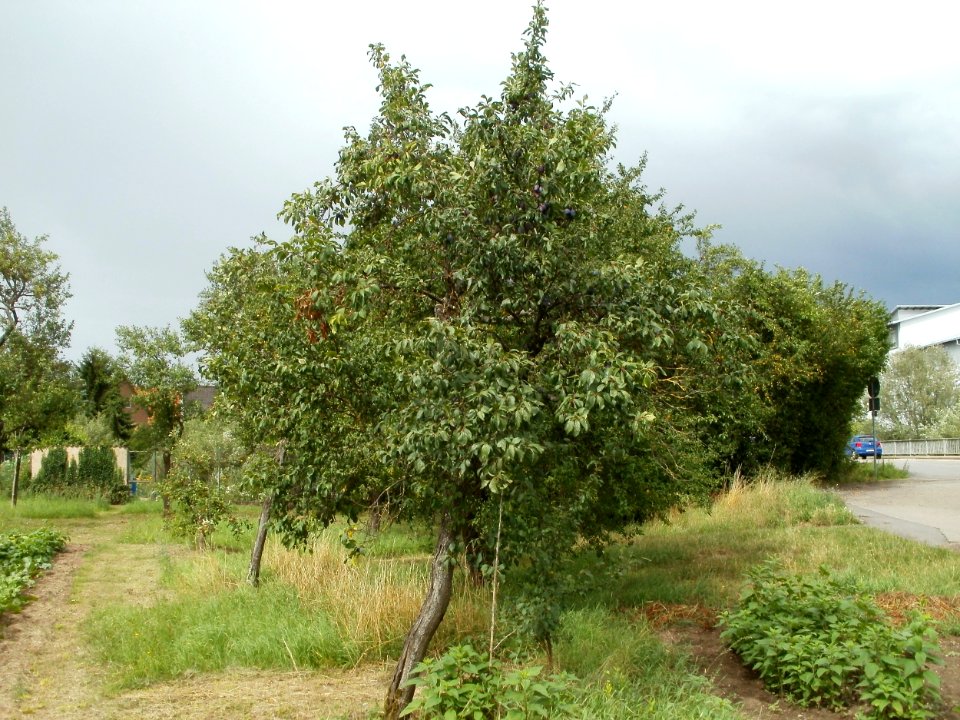 20110718Prunus_domestica_subsp._domestica