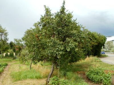 20110718Prunus_domestica_subsp._domestica