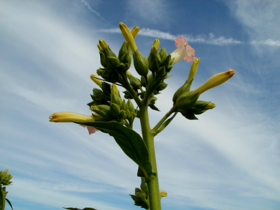 20110716Ketsch01