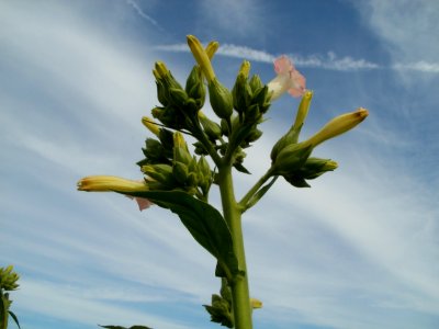 20110716Ketsch01