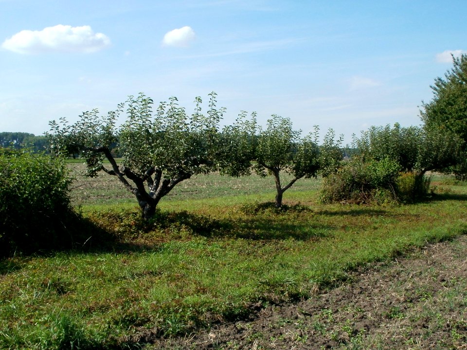 20110831Streuobstwiese_Rheinhausen1