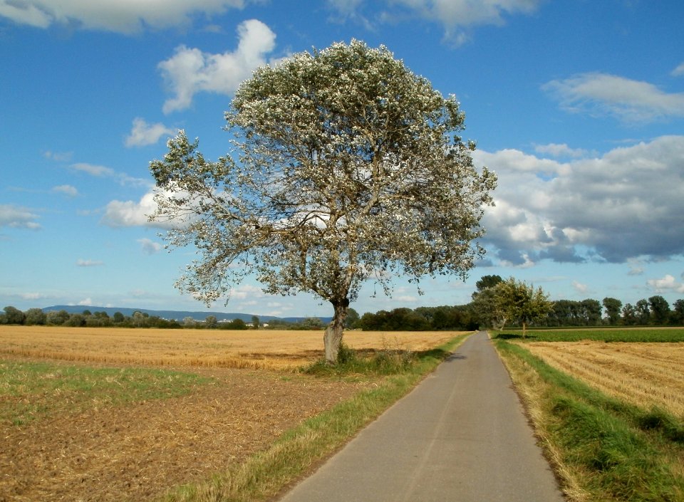 20110718Hockenheim25