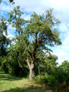 20110718Oder17