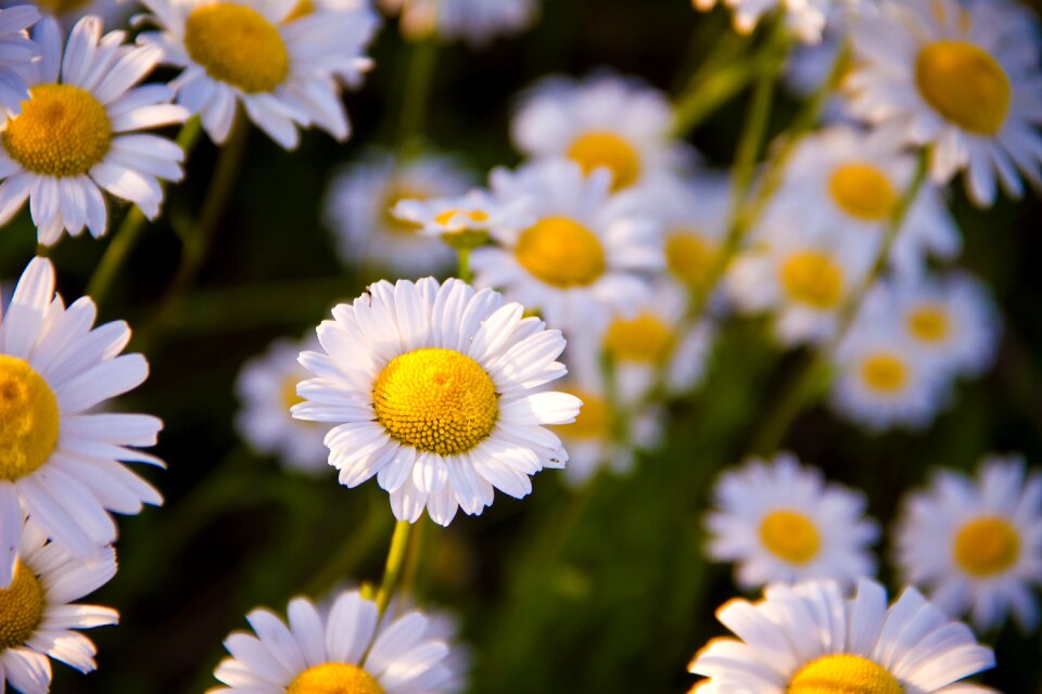 Meadow flowers of the field white daisies
