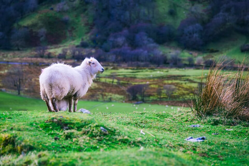 Lamb meadow field