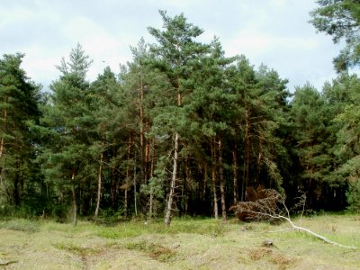 20110718Tongruben_Siegelhain01