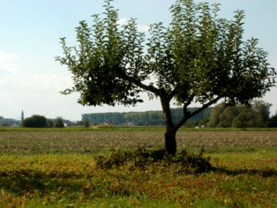 20110831Streuobstwiese_Rheinhausen2