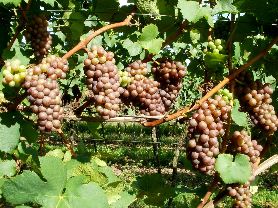 20110816Letzenberg_Wein13