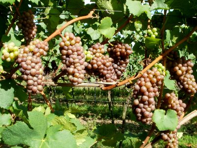 20110816Letzenberg_Wein13