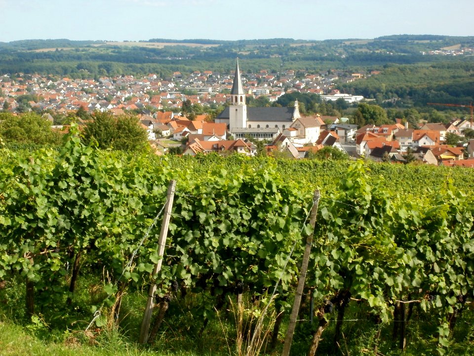 20110816Letzenberg_Wein17