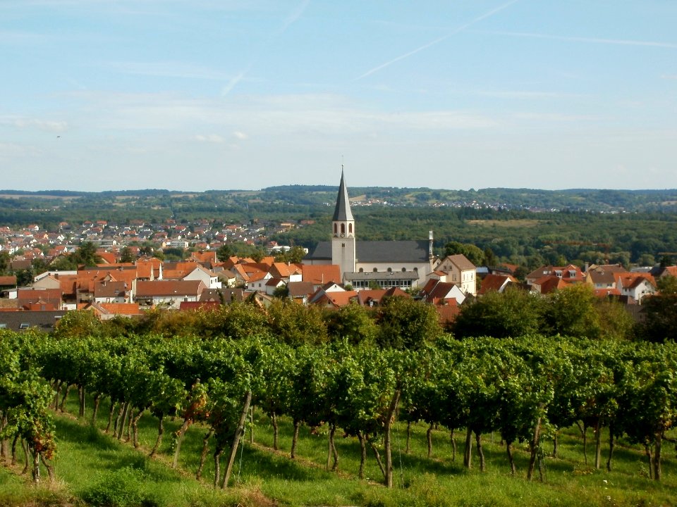 20110816Letzenberg_Wein20