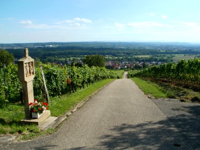 20110816Letzenberg_Wein07