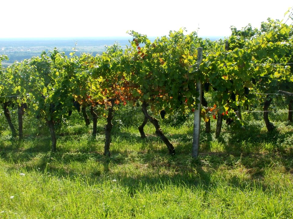 20110816Letzenberg_Wein05
