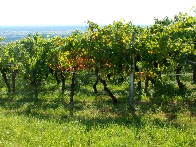20110816Letzenberg_Wein05