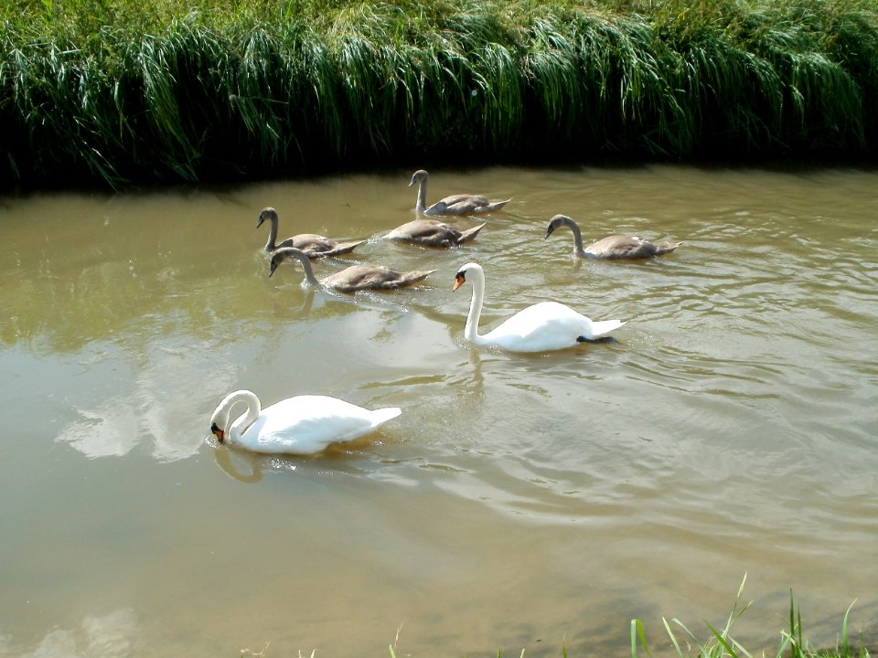 20110816Reilingen10