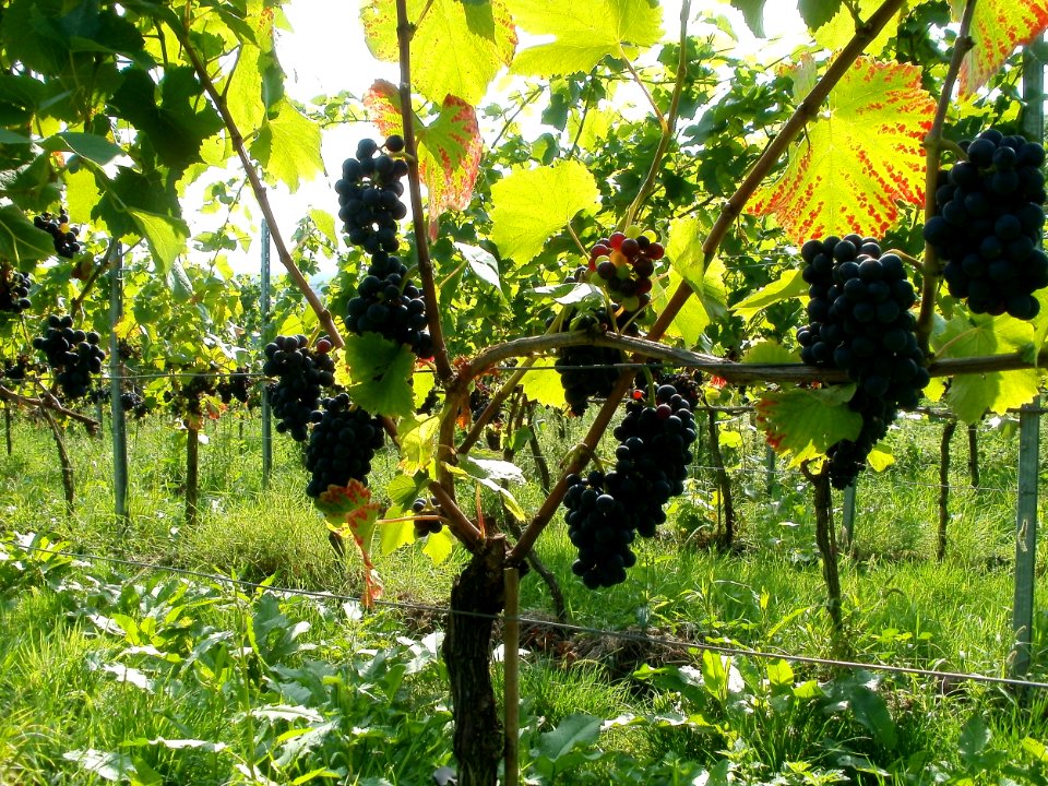 20110816Letzenberg_Wein12