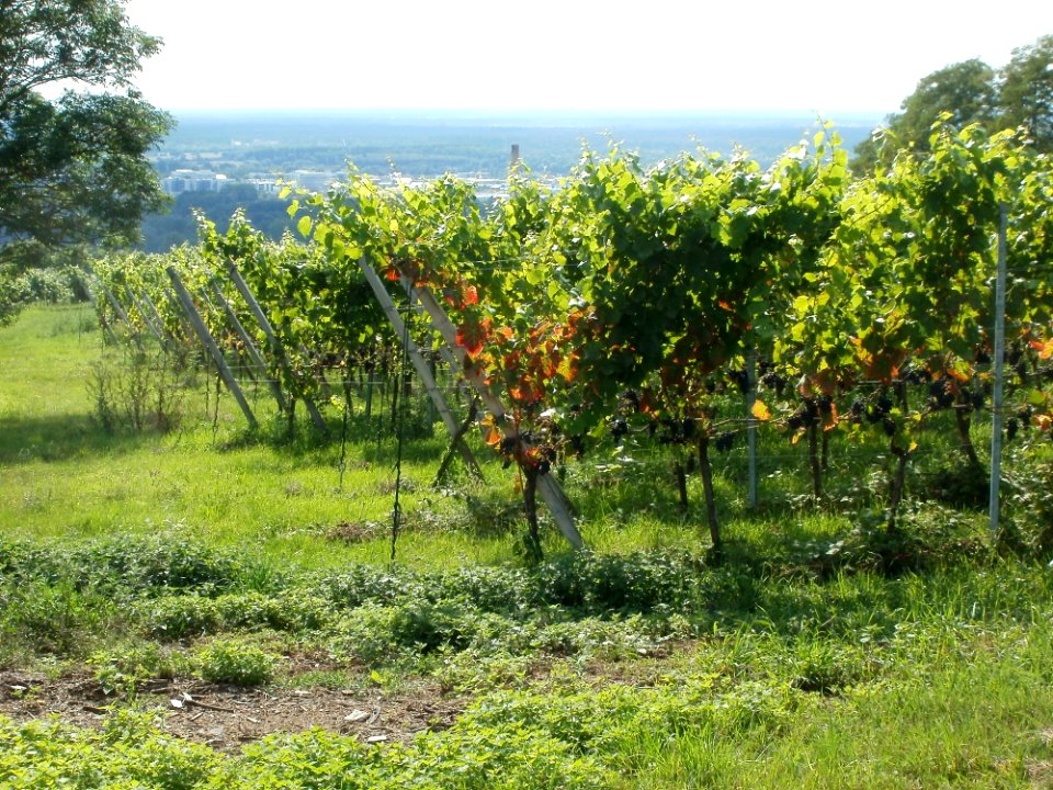 20110816Letzenberg_Wein09