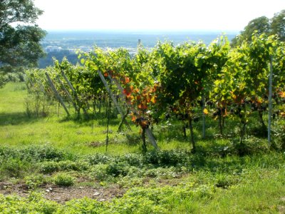 20110816Letzenberg_Wein09