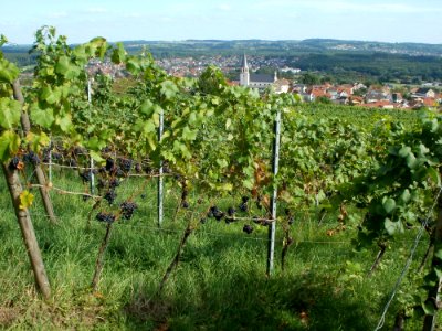20110816Letzenberg_Wein18