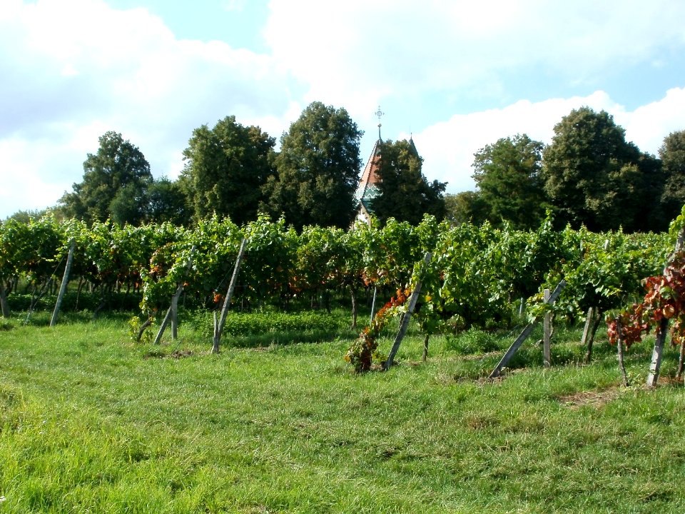 20110816Letzenberg_Wein04