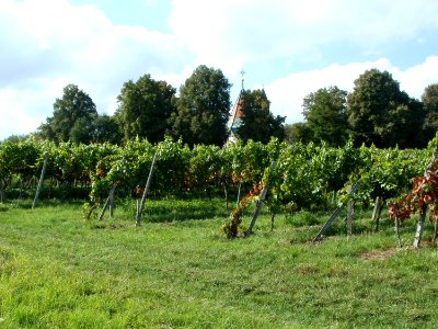 20110816Letzenberg_Wein04