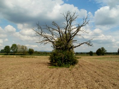 20110816Reilingen02