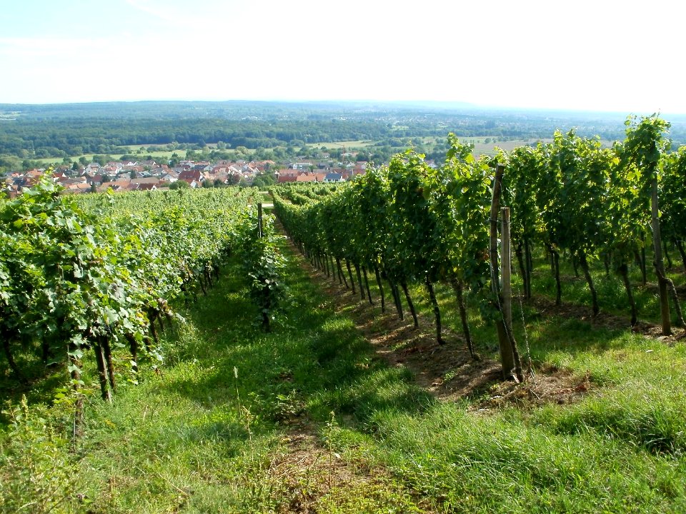 20110816Letzenberg_Wein19