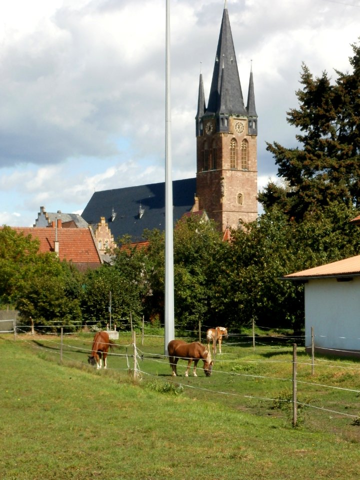 20110829Pferde_St_Wendelin_Reilingen