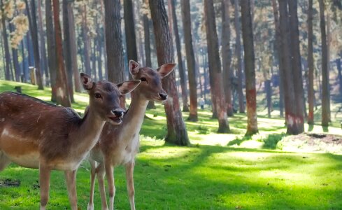 Cute beautiful forest