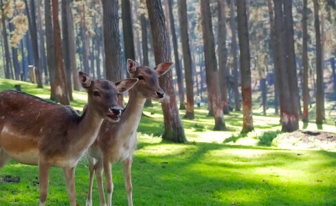 Cute beautiful forest photo