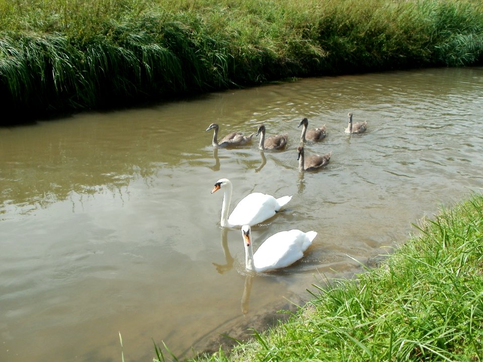 20110816Reilingen09