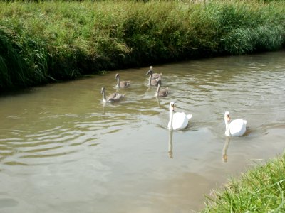 20110816Reilingen08