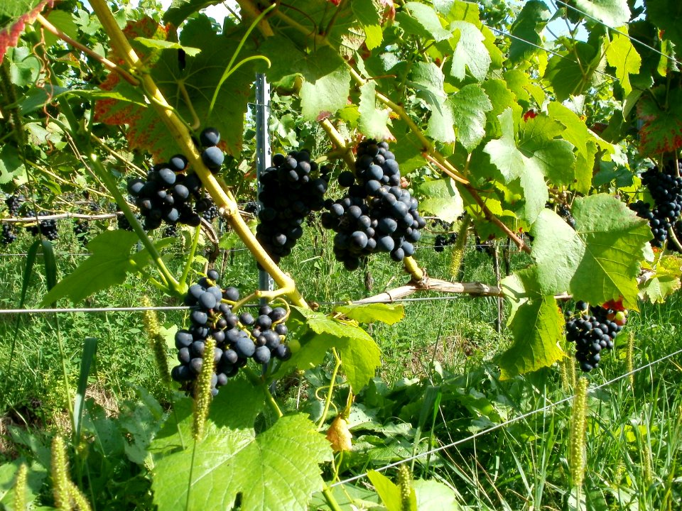20110816Letzenberg_Wein11