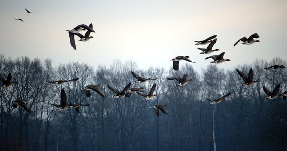 Migratory birds swarm geese photo