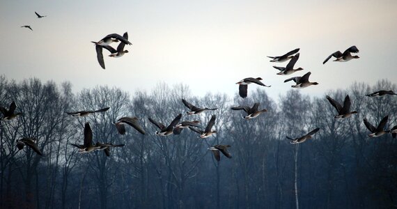 Migratory birds swarm geese