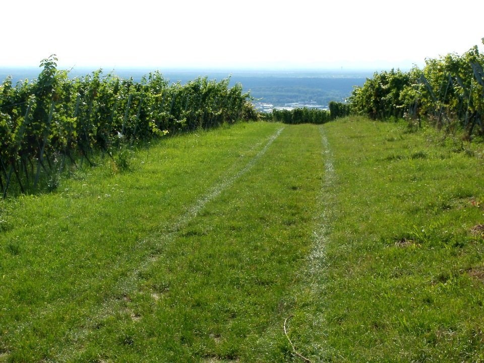 20110816Letzenberg_Wein16